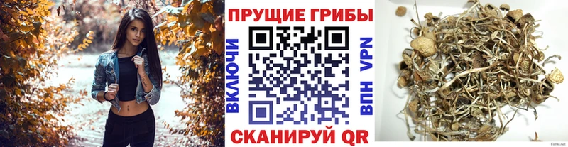 Псилоцибиновые грибы мицелий  Купить закладки  Горнозаводск 